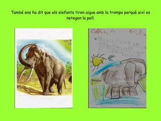 També ens ha dit que els elefants tiren aigua amb la trompa perquè així es netegen la pell. 