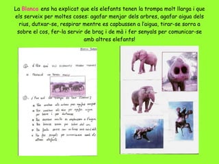 La  Blanca  ens ha explicat que els elefants tenen la trompa molt llarga i que els serveix per moltes coses: agafar menjar dels arbres, agafar aigua dels rius, dutxar-se, respirar mentre es capbussen a l’aigua, tirar-se sorra a sobre el cos, fer-la servir de braç i de mà i fer senyals per comunicar-se amb altres elefants! 