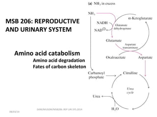 Amino acid catabolism
Amino acid degradation
Fates of carbon skeleton
GKM/MUSOM/MSB206:.REP.URI.SYS.2014
MSB 206: REPRODUCTIVE
AND URINARY SYSTEM
08/03/14
 