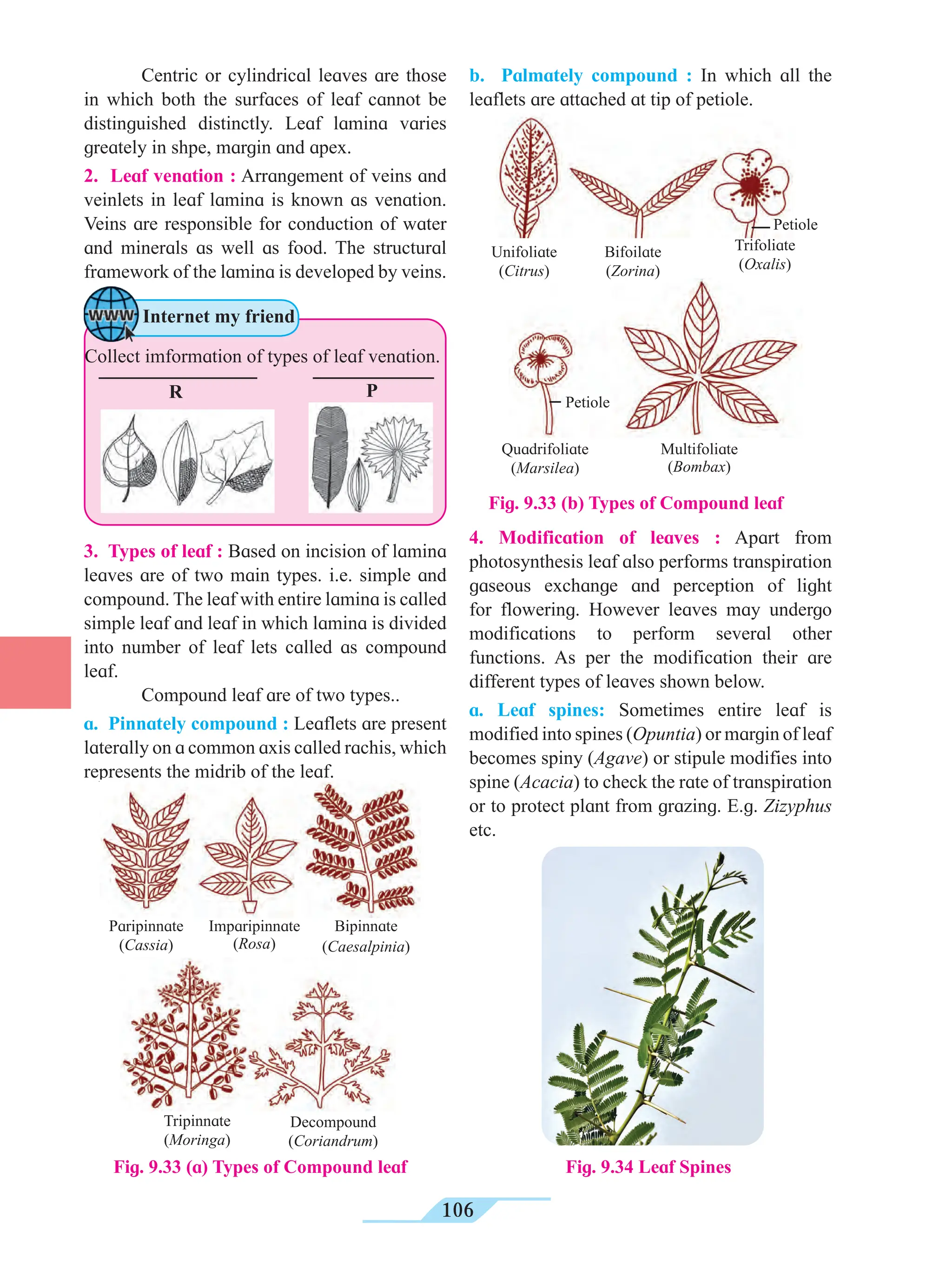 106
Centric or cylindrical leaves are those
in which both the surfaces of leaf cannot be
distinguished distinctly. Leaf lamina varies
greately in shpe, margin and apex.
2. Leaf venation : Arrangement of veins and
veinlets in leaf lamina is known as venation.
Veins are responsible for conduction of water
and minerals as well as food. The structural
framework of the lamina is developed by veins.
3. Types of leaf : Based on incision of lamina
leaves are of two main types. i.e. simple and
compound. The leaf with entire lamina is called
simple leaf and leaf in which lamina is divided
into number of leaf lets called as compound
leaf.
Compound leaf are of two types..
a. Pinnately compound : Leaflets are present
laterally on a common axis called rachis, which
represents the midrib of the leaf.
4. Modification of leaves : Apart from
photosynthesis leaf also performs transpiration
gaseous exchange and perception of light
for flowering. However leaves may undergo
modifications to perform several other
functions. As per the modification their are
different types of leaves shown below.
a. Leaf spines: Sometimes entire leaf is
modified into spines (Opuntia) or margin of leaf
becomes spiny (Agave) or stipule modifies into
spine (Acacia) to check the rate of transpiration
or to protect plant from grazing. E.g. Zizyphus
etc.
Fig. 9.33 (b) Types of Compound leaf
b. Palmately compound : In which all the
leaflets are attached at tip of petiole.
Fig. 9.34 Leaf Spines
R P
Internet my friend
Collect imformation of types of leaf venation.
Bipinnate
(Caesalpinia)
Imparipinnate
(Rosa)
Paripinnate
(Cassia)
Decompound
(Coriandrum)
Tripinnate
(Moringa)
Fig. 9.33 (a) Types of Compound leaf
Trifoliate
(Oxalis)
Bifoilate
(Zorina)
Petiole
Petiole
Unifoliate
(Citrus)
Quadrifoliate
(Marsilea)
Multifoliate
(Bombax)
 