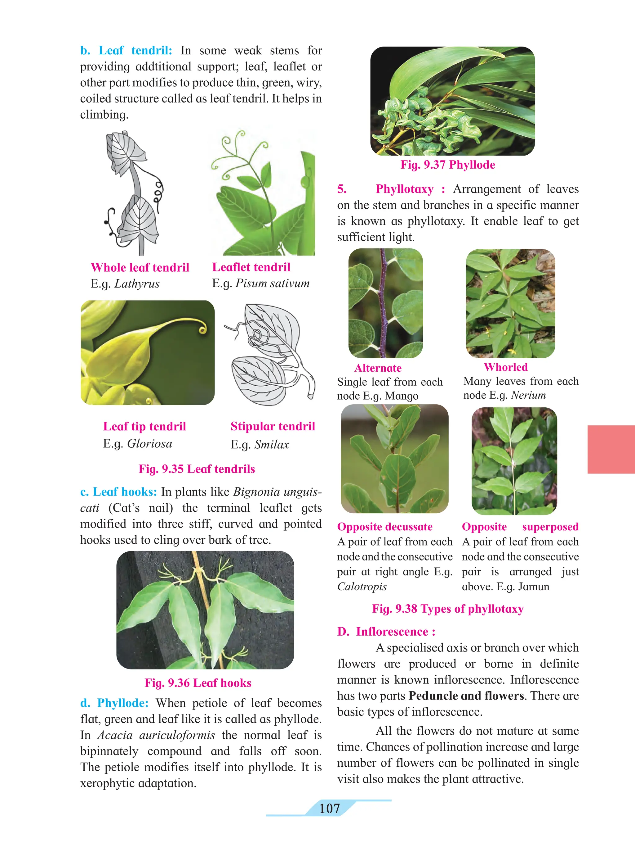 107
b. Leaf tendril: In some weak stems for
providing addtitional support; leaf, leaflet or
other part modifies to produce thin, green, wiry,
coiled structure called as leaf tendril. It helps in
climbing.
5. Phyllotaxy : Arrangement of leaves
on the stem and branches in a specific manner
is known as phyllotaxy. It enable leaf to get
sufficient light.
Fig. 9.38 Types of phyllotaxy
Leaf tip tendril
E.g. Gloriosa
Stipular tendril
E.g. Smilax
Fig. 9.35 Leaf tendrils
Fig. 9.36 Leaf hooks
Whole leaf tendril
E.g. Lathyrus
Leaflet tendril
E.g. Pisum sativum
c. Leaf hooks: In plants like Bignonia unguis-
cati (Cat’s nail) the terminal leaflet gets
modified into three stiff, curved and pointed
hooks used to cling over bark of tree.
Fig. 9.37 Phyllode
d. Phyllode: When petiole of leaf becomes
flat, green and leaf like it is called as phyllode.
In Acacia auriculoformis the normal leaf is
bipinnately compound and falls off soon.
The petiole modifies itself into phyllode. It is
xerophytic adaptation.
D. Inflorescence :
A specialised axis or branch over which
flowers are produced or borne in definite
manner is known inflorescence. Inflorescence
has two parts Peduncle and flowers. There are
basic types of inflorescence.
All the flowers do not mature at same
time. Chances of pollination increase and large
number of flowers can be pollinated in single
visit also makes the plant attractive.
Opposite decussate
A pair of leaf from each
node and the consecutive
pair at right angle E.g.
Calotropis
Opposite superposed
A pair of leaf from each
node and the consecutive
pair is arranged just
above. E.g. Jamun
Alternate
Single leaf from each
node E.g. Mango
Whorled
Many leaves from each
node E.g. Nerium
 