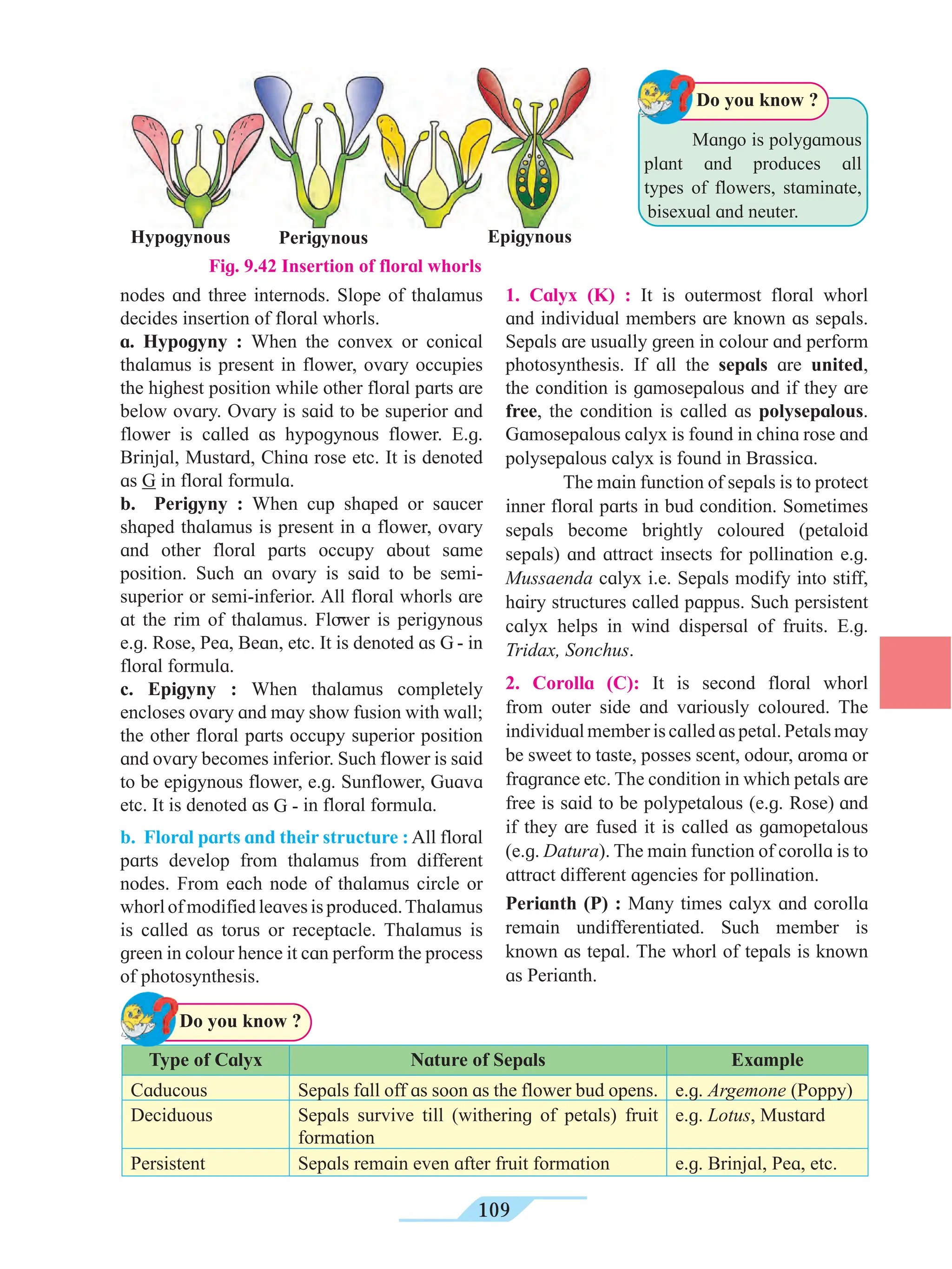 109
Type of Calyx Nature of Sepals Example
Caducous Sepals fall off as soon as the flower bud opens. e.g. Argemone (Poppy)
Deciduous Sepals survive till (withering of petals) fruit
formation
e.g. Lotus, Mustard
Persistent Sepals remain even after fruit formation e.g. Brinjal, Pea, etc.
Do you know ?
nodes and three internods. Slope of thalamus
decides insertion of floral whorls.
a. Hypogyny : When the convex or conical
thalamus is present in flower, ovary occupies
the highest position while other floral parts are
below ovary. Ovary is said to be superior and
flower is called as hypogynous flower. E.g.
Brinjal, Mustard, China rose etc. It is denoted
as G in floral formula.
b. Perigyny : When cup shaped or saucer
shaped thalamus is present in a flower, ovary
and other floral parts occupy about same
position. Such an ovary is said to be semi-
superior or semi-inferior. All floral whorls are
at the rim of thalamus. Flower is perigynous
e.g. Rose, Pea, Bean, etc. It is denoted as G - in
floral formula.
c. Epigyny : When thalamus completely
encloses ovary and may show fusion with wall;
the other floral parts occupy superior position
and ovary becomes inferior. Such flower is said
to be epigynous flower, e.g. Sunflower, Guava
etc. It is denoted as G - in floral formula.
b. Floral parts and their structure : All floral
parts develop from thalamus from different
nodes. From each node of thalamus circle or
whorlofmodifiedleavesisproduced.Thalamus
is called as torus or receptacle. Thalamus is
green in colour hence it can perform the process
of photosynthesis.
Hypogynous Perigynous Epigynous
Fig. 9.42 Insertion of floral whorls
			
Mango is polygamous
plant and produces all
types of flowers, staminate,
bisexual and neuter.
Do you know ?
1. Calyx (K) : It is outermost floral whorl
and individual members are known as sepals.
Sepals are usually green in colour and perform
photosynthesis. If all the sepals are united,
the condition is gamosepalous and if they are
free, the condition is called as polysepalous.
Gamosepalous calyx is found in china rose and
polysepalous calyx is found in Brassica.
The main function of sepals is to protect
inner floral parts in bud condition. Sometimes
sepals become brightly coloured (petaloid
sepals) and attract insects for pollination e.g.
Mussaenda calyx i.e. Sepals modify into stiff,
hairy structures called pappus. Such persistent
calyx helps in wind dispersal of fruits. E.g.
Tridax, Sonchus.
2. Corolla (C): It is second floral whorl
from outer side and variously coloured. The
individualmemberiscalledaspetal.Petalsmay
be sweet to taste, posses scent, odour, aroma or
fragrance etc. The condition in which petals are
free is said to be polypetalous (e.g. Rose) and
if they are fused it is called as gamopetalous
(e.g. Datura). The main function of corolla is to
attract different agencies for pollination.
Perianth (P) : Many times calyx and corolla
remain undifferentiated. Such member is
known as tepal. The whorl of tepals is known
as Perianth.
 