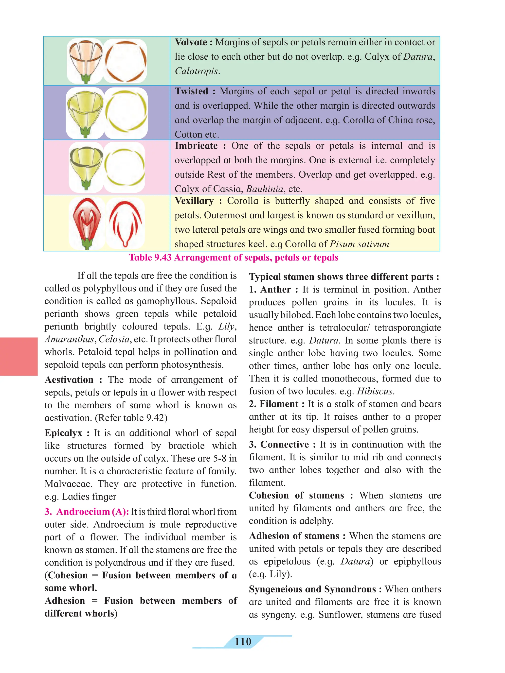 110
If all the tepals are free the condition is
called as polyphyllous and if they are fused the
condition is called as gamophyllous. Sepaloid
perianth shows green tepals while petaloid
perianth brightly coloured tepals. E.g. Lily,
Amaranthus, Celosia, etc. It protects other floral
whorls. Petaloid tepal helps in pollination and
sepaloid tepals can perform photosynthesis.
Aestivation : The mode of arrangement of
sepals, petals or tepals in a flower with respect
to the members of same whorl is known as
aestivation. (Refer table 9.42)
Epicalyx : It is an additional whorl of sepal
like structures formed by bractiole which
occurs on the outside of calyx. These are 5-8 in
number. It is a characteristic feature of family.
Malvaceae. They are protective in function.
e.g. Ladies finger
3. Androecium(A): Itisthirdfloralwhorlfrom
outer side. Androecium is male reproductive
part of a flower. The individual member is
known as stamen. If all the stamens are free the
condition is polyandrous and if they are fused.
(Cohesion = Fusion between members of a
same whorl.
Adhesion = Fusion between members of
different whorls)
Typical stamen shows three different parts :
1. Anther : It is terminal in position. Anther
produces pollen grains in its locules. It is
usually bilobed. Each lobe contains two locules,
hence anther is tetralocular/ tetrasporangiate
structure. e.g. Datura. In some plants there is
single anther lobe having two locules. Some
other times, anther lobe has only one locule.
Then it is called monothecous, formed due to
fusion of two locules. e.g. Hibiscus.
2. Filament : It is a stalk of stamen and bears
anther at its tip. It raises anther to a proper
height for easy dispersal of pollen grains.
3. Connective : It is in continuation with the
filament. It is similar to mid rib and connects
two anther lobes together and also with the
filament.
Cohesion of stamens : When stamens are
united by filaments and anthers are free, the
condition is adelphy.
Adhesion of stamens : When the stamens are
united with petals or tepals they are described
as epipetalous (e.g. Datura) or epiphyllous
(e.g. Lily).
Syngeneious and Synandrous : When anthers
are united and filaments are free it is known
as syngeny. e.g. Sunflower, stamens are fused
Valvate : Margins of sepals or petals remain either in contact or
lie close to each other but do not overlap. e.g. Calyx of Datura,
Calotropis.
Twisted : Margins of each sepal or petal is directed inwards
and is overlapped. While the other margin is directed outwards
and overlap the margin of adjacent. e.g. Corolla of China rose,
Cotton etc.
Imbricate : One of the sepals or petals is internal and is
overlapped at both the margins. One is external i.e. completely
outside Rest of the members. Overlap and get overlapped. e.g.
Calyx of Cassia, Bauhinia, etc.
Vexillary : Corolla is butterfly shaped and consists of five
petals. Outermost and largest is known as standard or vexillum,
two lateral petals are wings and two smaller fused forming boat
shaped structures keel. e.g Corolla of Pisum sativum
Table 9.43 Arrangement of sepals, petals or tepals
 