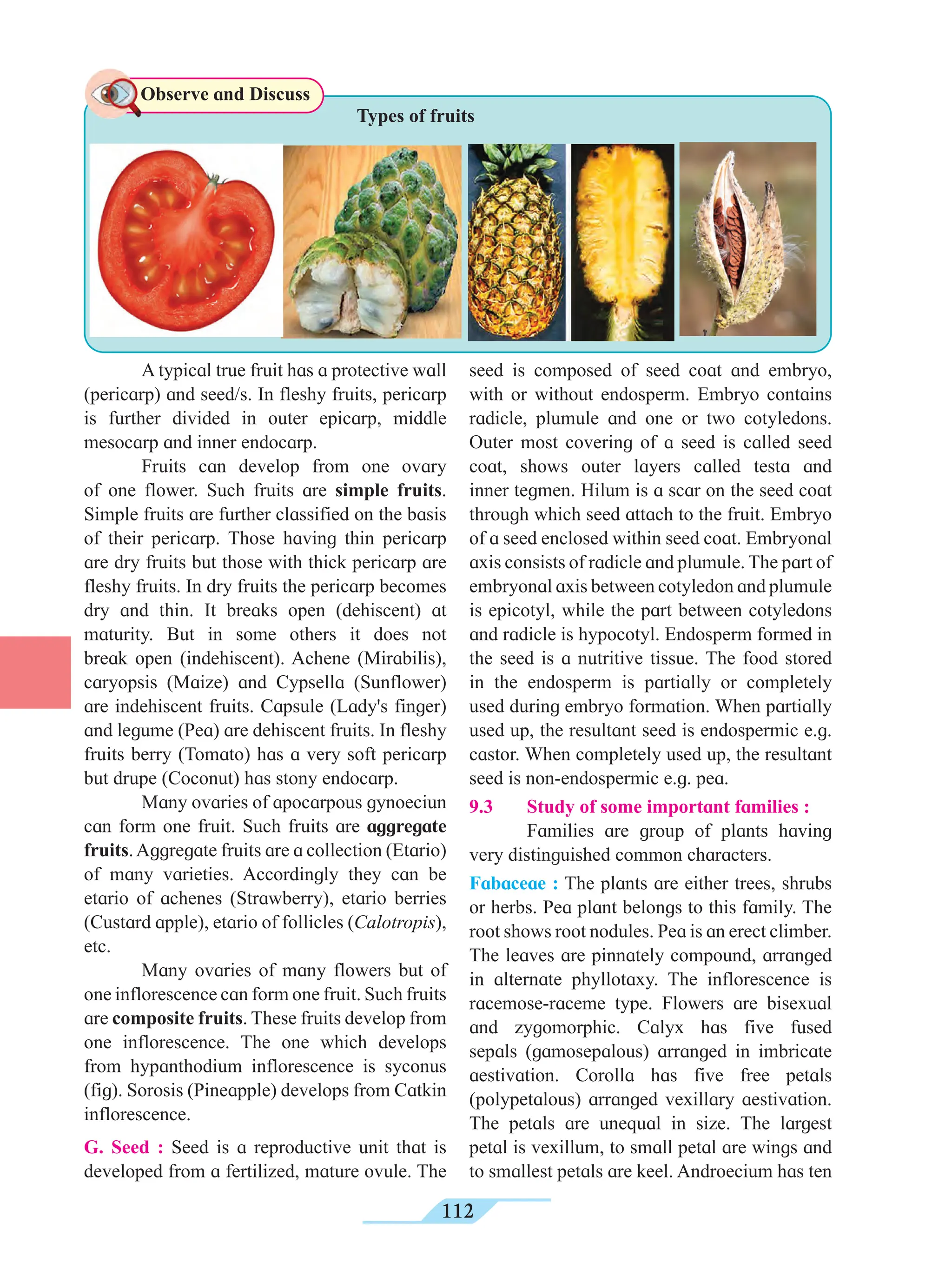 112
A typical true fruit has a protective wall
(pericarp) and seed/s. In fleshy fruits, pericarp
is further divided in outer epicarp, middle
mesocarp and inner endocarp.
Fruits can develop from one ovary
of one flower. Such fruits are simple fruits.
Simple fruits are further classified on the basis
of their pericarp. Those having thin pericarp
are dry fruits but those with thick pericarp are
fleshy fruits. In dry fruits the pericarp becomes
dry and thin. It breaks open (dehiscent) at
maturity. But in some others it does not
break open (indehiscent). Achene (Mirabilis),
caryopsis (Maize) and Cypsella (Sunflower)
are indehiscent fruits. Capsule (Lady's finger)
and legume (Pea) are dehiscent fruits. In fleshy
fruits berry (Tomato) has a very soft pericarp
but drupe (Coconut) has stony endocarp.
Many ovaries of apocarpous gynoeciun
can form one fruit. Such fruits are aggregate
fruits.Aggregate fruits are a collection (Etario)
of many varieties. Accordingly they can be
etario of achenes (Strawberry), etario berries
(Custard apple), etario of follicles (Calotropis),
etc.
Many ovaries of many flowers but of
one inflorescence can form one fruit. Such fruits
are composite fruits. These fruits develop from
one inflorescence. The one which develops
from hypanthodium inflorescence is syconus
(fig). Sorosis (Pineapple) develops from Catkin
inflorescence.
G. Seed : Seed is a reproductive unit that is
developed from a fertilized, mature ovule. The
seed is composed of seed coat and embryo,
with or without endosperm. Embryo contains
radicle, plumule and one or two cotyledons.
Outer most covering of a seed is called seed
coat, shows outer layers called testa and
inner tegmen. Hilum is a scar on the seed coat
through which seed attach to the fruit. Embryo
of a seed enclosed within seed coat. Embryonal
axis consists of radicle and plumule. The part of
embryonal axis between cotyledon and plumule
is epicotyl, while the part between cotyledons
and radicle is hypocotyl. Endosperm formed in
the seed is a nutritive tissue. The food stored
in the endosperm is partially or completely
used during embryo formation. When partially
used up, the resultant seed is endospermic e.g.
castor. When completely used up, the resultant
seed is non-endospermic e.g. pea.
9.3 Study of some important families :
Families are group of plants having
very distinguished common characters.
Fabaceae : The plants are either trees, shrubs
or herbs. Pea plant belongs to this family. The
root shows root nodules. Pea is an erect climber.
The leaves are pinnately compound, arranged
in alternate phyllotaxy. The inflorescence is
racemose-raceme type. Flowers are bisexual
and zygomorphic. Calyx has five fused
sepals (gamosepalous) arranged in imbricate
aestivation. Corolla has five free petals
(polypetalous) arranged vexillary aestivation.
The petals are unequal in size. The largest
petal is vexillum, to small petal are wings and
to smallest petals are keel. Androecium has ten
Observe and Discuss
Types of fruits
 