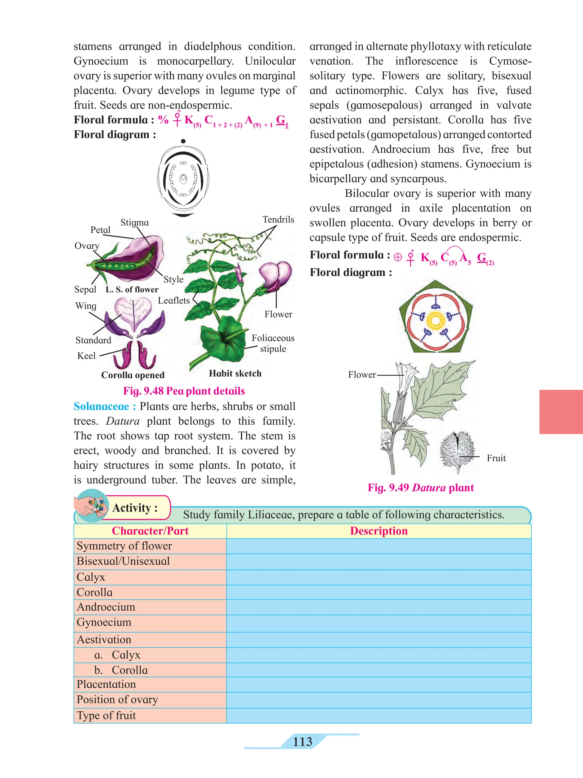 113
stamens arranged in diadelphous condition.
Gynoecium is monocarpellary. Unilocular
ovary is superior with many ovules on marginal
placenta. Ovary develops in legume type of
fruit. Seeds are non-endospermic.
Floral formula : %
↑
K(5)
C­
1 + 2 + (2)
A(9) + 1
G1
Floral diagram :
arranged in alternate phyllotaxy with reticulate
venation. The inflorescence is Cymose-
solitary type. Flowers are solitary, bisexual
and actinomorphic. Calyx has five, fused
sepals (gamosepalous) arranged in valvate
aestivation and persistant. Corolla has five
fused petals (gamopetalous) arranged contorted
aestivation. Androecium has five, free but
epipetalous (adhesion) stamens. Gynoecium is
bicarpellary and syncarpous.
Bilocular ovary is superior with many
ovules arranged in axile placentation on
swollen placenta. Ovary develops in berry or
capsule type of fruit. Seeds are endospermic.
Floral formula : ⊕
↑
K(5)
C­
(5)
A5
G(2)
Floral diagram :
Fig. 9.49 Datura plant
Flower
Fruit
			 Study family Liliaceae, prepare a table of following characteristics.
Activity :
Character/Part Description
Symmetry of flower
Bisexual/Unisexual
Calyx
Corolla
Androecium
Gynoecium
Aestivation
a. Calyx
b. Corolla
Placentation
Position of ovary
Type of fruit
Fig. 9.48 Pea plant details
Stigma
Petal
Style
Sepal
Ovary
Standard
Wing
Keel
Corolla opened
Flower
Habit sketch
Foliaceous
stipule
Leaflets
Tendrils
L. S. of flower
Solanaceae : Plants are herbs, shrubs or small
trees. Datura plant belongs to this family.
The root shows tap root system. The stem is
erect, woody and branched. It is covered by
hairy structures in some plants. In potato, it
is underground tuber. The leaves are simple,
 