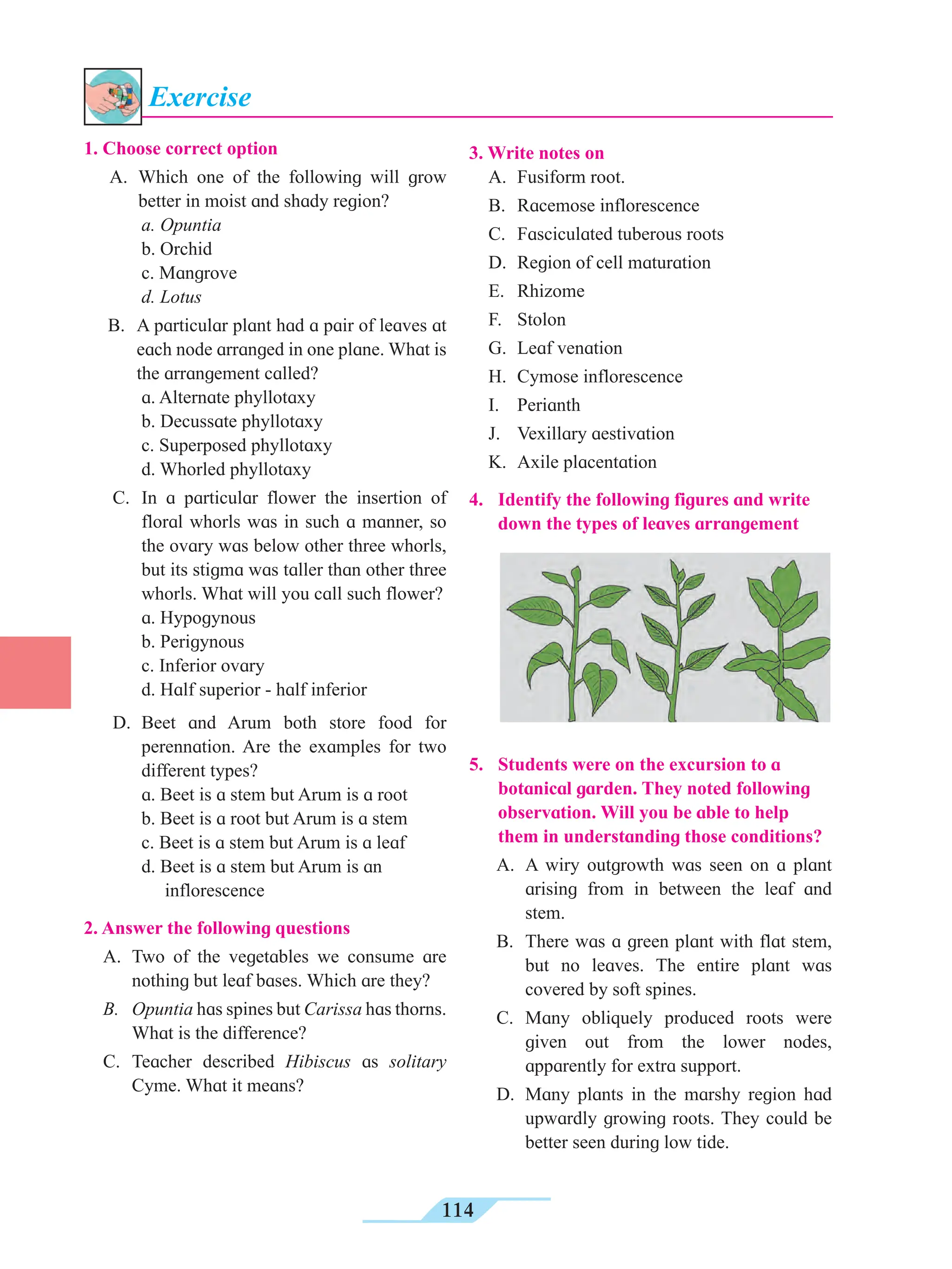 114
1. Choose correct option
A. Which one of the following will grow
better in moist and shady region?
a. Opuntia
b. Orchid
c. Mangrove
d. Lotus
B. A particular plant had a pair of leaves at
each node arranged in one plane. What is
the arrangement called?
a. Alternate phyllotaxy
b. Decussate phyllotaxy
c. Superposed phyllotaxy
d. Whorled phyllotaxy
C. In a particular flower the insertion of
floral whorls was in such a manner, so
the ovary was below other three whorls,
but its stigma was taller than other three
whorls. What will you call such flower?
a. Hypogynous
b. Perigynous
c. Inferior ovary
d. Half superior - half inferior
D. Beet and Arum both store food for
perennation. Are the examples for two
different types?
a. Beet is a stem but Arum is a root
b. Beet is a root but Arum is a stem
c. Beet is a stem but Arum is a leaf
d. Beet is a stem but Arum is an 		
inflorescence
2. Answer the following questions
A. Two of the vegetables we consume are
nothing but leaf bases. Which are they?
B. Opuntia has spines but Carissa has thorns.
What is the difference?
C. Teacher described Hibiscus as solitary
Cyme. What it means?
3. Write notes on
A. Fusiform root.
B. Racemose inflorescence
C. Fasciculated tuberous roots
D. Region of cell maturation
E. Rhizome
F. Stolon
G. Leaf venation
H. Cymose inflorescence
I. Perianth
J. Vexillary aestivation
K. Axile placentation
4. Identify the following figures and write
down the types of leaves arrangement
Exercise
5. Students were on the excursion to a
botanical garden. They noted following
observation. Will you be able to help
them in understanding those conditions?
A. A wiry outgrowth was seen on a plant
arising from in between the leaf and
stem.
B. There was a green plant with flat stem,
but no leaves. The entire plant was
covered by soft spines.
C. Many obliquely produced roots were
given out from the lower nodes,
apparently for extra support.
D. Many plants in the marshy region had
upwardly growing roots. They could be
better seen during low tide.
 