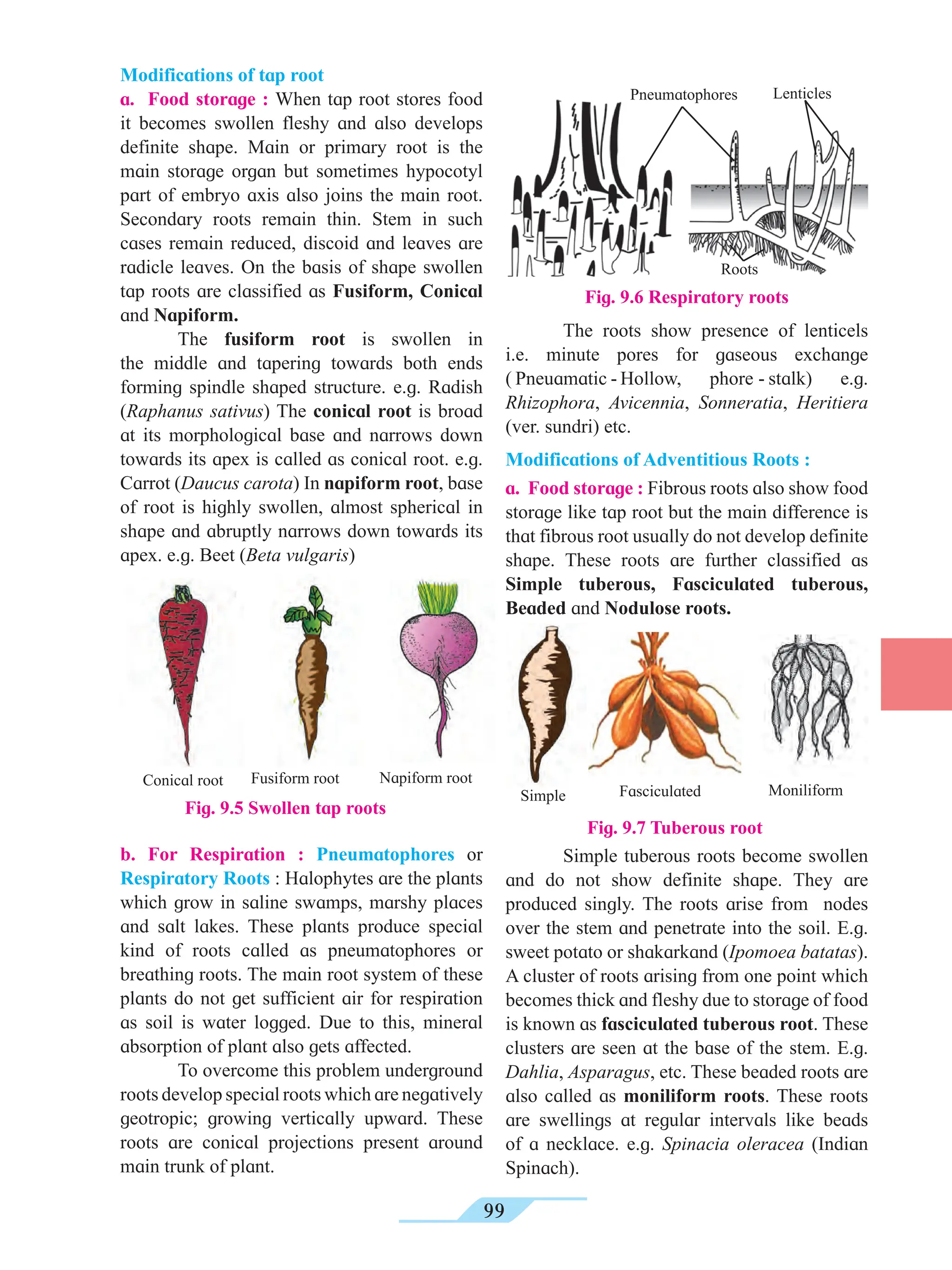99
Modifications of tap root
a. Food storage : When tap root stores food
it becomes swollen fleshy and also develops
definite shape. Main or primary root is the
main storage organ but sometimes hypocotyl
part of embryo axis also joins the main root.
Secondary roots remain thin. Stem in such
cases remain reduced, discoid and leaves are
radicle leaves. On the basis of shape swollen
tap roots are classified as Fusiform, Conical
and Napiform.
The fusiform root is swollen in
the middle and tapering towards both ends
forming spindle shaped structure. e.g. Radish
(Raphanus sativus) The conical root is broad
at its morphological base and narrows down
towards its apex is called as conical root. e.g.
Carrot (Daucus carota) In napiform root, base
of root is highly swollen, almost spherical in
shape and abruptly narrows down towards its
apex. e.g. Beet (Beta vulgaris)
The roots show presence of lenticels
i.e. minute pores for gaseous exchange
( Pneuamatic - Hollow, phore - stalk) e.g.
Rhizophora, Avicennia, Sonneratia, Heritiera
(ver. sundri) etc.
Modifications of Adventitious Roots :
a. Food storage : Fibrous roots also show food
storage like tap root but the main difference is
that fibrous root usually do not develop definite
shape. These roots are further classified as
Simple tuberous, Fasciculated tuberous,
Beaded and Nodulose roots.
b. For Respiration : Pneumatophores or
Respiratory Roots : Halophytes are the plants
which grow in saline swamps, marshy places
and salt lakes. These plants produce special
kind of roots called as pneumatophores or
breathing roots. The main root system of these
plants do not get sufficient air for respiration
as soil is water logged. Due to this, mineral
absorption of plant also gets affected.
To overcome this problem underground
roots develop special roots which are negatively
geotropic; growing vertically upward. These
roots are conical projections present around
main trunk of plant.
Fig. 9.7 Tuberous root
Simple tuberous roots become swollen
and do not show definite shape. They are
produced singly. The roots arise from nodes
over the stem and penetrate into the soil. E.g.
sweet potato or shakarkand (Ipomoea batatas).
A cluster of roots arising from one point which
becomes thick and fleshy due to storage of food
is known as fasciculated tuberous root. These
clusters are seen at the base of the stem. E.g.
Dahlia, Asparagus, etc. These beaded roots are
also called as moniliform roots. These roots
are swellings at regular intervals like beads
of a necklace. e.g. Spinacia oleracea (Indian
Spinach).
Fig. 9.5 Swollen tap roots
Napiform root
Fusiform root
Conical root
Simple Fasciculated Moniliform
Fig. 9.6 Respiratory roots
Pneumatophores Lenticles
Roots
 