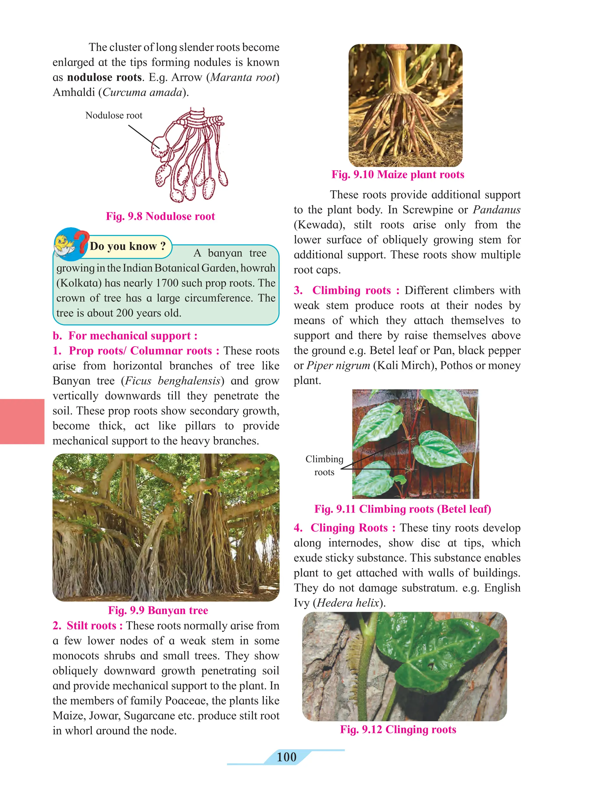 100
Fig. 9.8 Nodulose root
The cluster of long slender roots become
enlarged at the tips forming nodules is known
as nodulose roots. E.g. Arrow (Maranta root)
Amhaldi (Curcuma amada).
			 A banyan tree
growingintheIndianBotanicalGarden,howrah
(Kolkata) has nearly 1700 such prop roots. The
crown of tree has a large circumference. The
tree is about 200 years old.
Do you know ?
These roots provide additional support
to the plant body. In Screwpine or Pandanus
(Kewada), stilt roots arise only from the
lower surface of obliquely growing stem for
additional support. These roots show multiple
root caps.
3. Climbing roots : Different climbers with
weak stem produce roots at their nodes by
means of which they attach themselves to
support and there by raise themselves above
the ground e.g. Betel leaf or Pan, black pepper
or Piper nigrum (Kali Mirch), Pothos or money
plant.
b. For mechanical support :
1. Prop roots/ Columnar roots : These roots
arise from horizontal branches of tree like
Banyan tree (Ficus benghalensis) and grow
vertically downwards till they penetrate the
soil. These prop roots show secondary growth,
become thick, act like pillars to provide
mechanical support to the heavy branches.
Fig. 9.9 Banyan tree
2. Stilt roots : These roots normally arise from
a few lower nodes of a weak stem in some
monocots shrubs and small trees. They show
obliquely downward growth penetrating soil
and provide mechanical support to the plant. In
the members of family Poaceae, the plants like
Maize, Jowar, Sugarcane etc. produce stilt root
in whorl around the node.
Fig. 9.10 Maize plant roots
Fig. 9.11 Climbing roots (Betel leaf)
4. Clinging Roots : These tiny roots develop
along internodes, show disc at tips, which
exude sticky substance. This substance enables
plant to get attached with walls of buildings.
They do not damage substratum. e.g. English
Ivy (Hedera helix).
Fig. 9.12 Clinging roots
Nodulose root
Climbing
roots
 