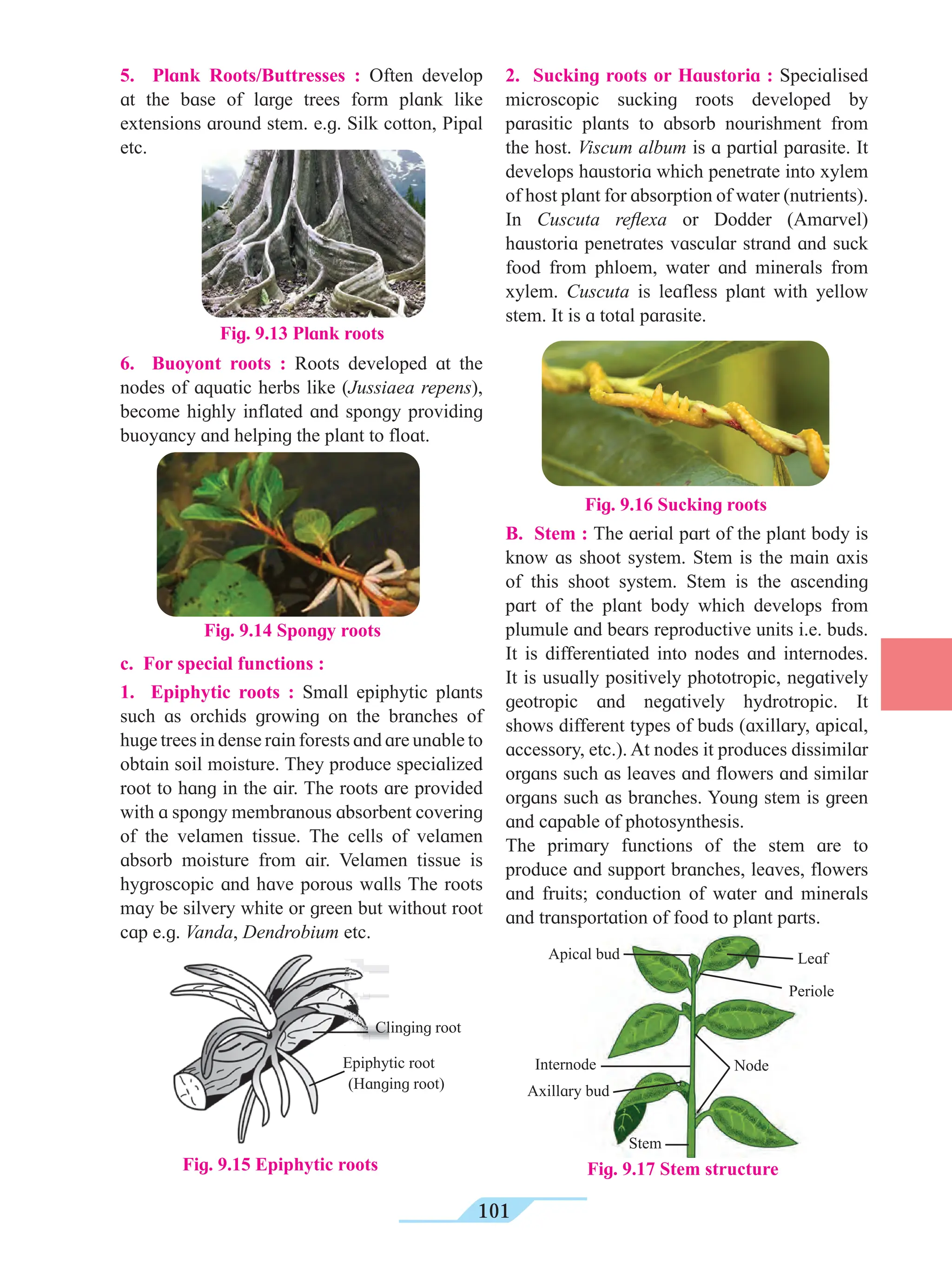 101
5. Plank Roots/Buttresses : Often develop
at the base of large trees form plank like
extensions around stem. e.g. Silk cotton, Pipal
etc.
2. Sucking roots or Haustoria : Specialised
microscopic sucking roots developed by
parasitic plants to absorb nourishment from
the host. Viscum album is a partial parasite. It
develops haustoria which penetrate into xylem
of host plant for absorption of water (nutrients).
In Cuscuta reflexa or Dodder (Amarvel)
haustoria penetrates vascular strand and suck
food from phloem, water and minerals from
xylem. Cuscuta is leafless plant with yellow
stem. It is a total parasite.
Fig. 9.13 Plank roots
6. Buoyont roots : Roots developed at the
nodes of aquatic herbs like (Jussiaea repens),
become highly inflated and spongy providing
buoyancy and helping the plant to float.
Fig. 9.14 Spongy roots
c. For special functions :
1. Epiphytic roots : Small epiphytic plants
such as orchids growing on the branches of
huge trees in dense rain forests and are unable to
obtain soil moisture. They produce specialized
root to hang in the air. The roots are provided
with a spongy membranous absorbent covering
of the velamen tissue. The cells of velamen
absorb moisture from air. Velamen tissue is
hygroscopic and have porous walls The roots
may be silvery white or green but without root
cap e.g. Vanda, Dendrobium etc.
Fig. 9.16 Sucking roots
B. Stem : The aerial part of the plant body is
know as shoot system. Stem is the main axis
of this shoot system. Stem is the ascending
part of the plant body which develops from
plumule and bears reproductive units i.e. buds.
It is differentiated into nodes and internodes.
It is usually positively phototropic, negatively
geotropic and negatively hydrotropic. It
shows different types of buds (axillary, apical,
accessory, etc.). At nodes it produces dissimilar
organs such as leaves and flowers and similar
organs such as branches. Young stem is green
and capable of photosynthesis.
The primary functions of the stem are to
produce and support branches, leaves, flowers
and fruits; conduction of water and minerals
and transportation of food to plant parts.
Fig. 9.17 Stem structure
Apical bud Leaf
Periole
Node
Internode
Stem
Axillary bud
Fig. 9.15 Epiphytic roots
Epiphytic root
Clinging root
(Hanging root)
 