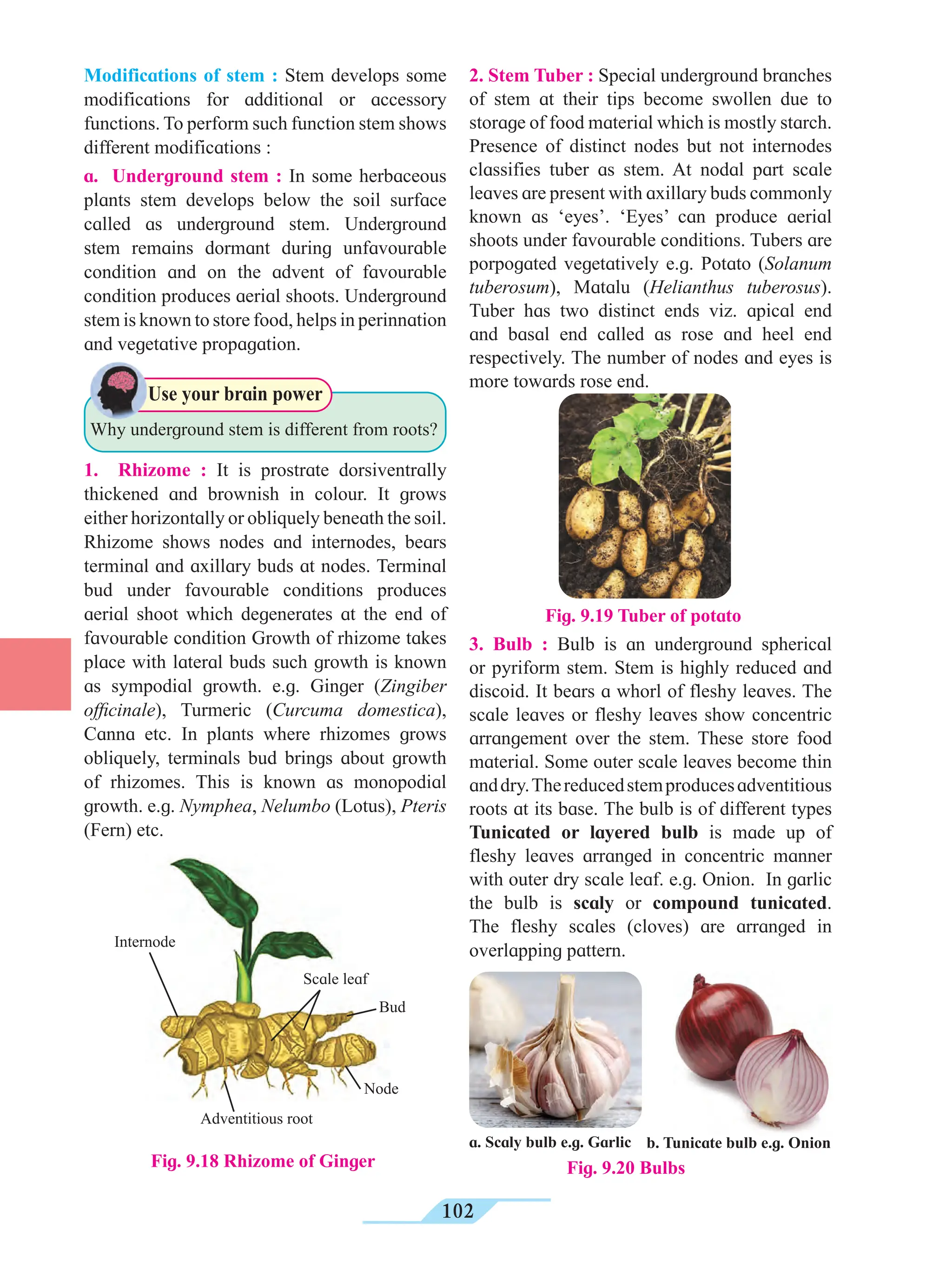 102
Modifications of stem : Stem develops some
modifications for additional or accessory
functions. To perform such function stem shows
different modifications :
a. Underground stem : In some herbaceous
plants stem develops below the soil surface
called as underground stem. Underground
stem remains dormant during unfavourable
condition and on the advent of favourable
condition produces aerial shoots. Underground
stem is known to store food, helps in perinnation
and vegetative propagation.
2. Stem Tuber : Special underground branches
of stem at their tips become swollen due to
storage of food material which is mostly starch.
Presence of distinct nodes but not internodes
classifies tuber as stem. At nodal part scale
leaves are present with axillary buds commonly
known as ‘eyes’. ‘Eyes’ can produce aerial
shoots under favourable conditions. Tubers are
porpogated vegetatively e.g. Potato (Solanum
tuberosum), Matalu (Helianthus tuberosus).
Tuber has two distinct ends viz. apical end
and basal end called as rose and heel end
respectively. The number of nodes and eyes is
more towards rose end.
				
Why underground stem is different from roots?
Use your brain power
1. Rhizome : It is prostrate dorsiventrally
thickened and brownish in colour. It grows
either horizontally or obliquely beneath the soil.
Rhizome shows nodes and internodes, bears
terminal and axillary buds at nodes. Terminal
bud under favourable conditions produces
aerial shoot which degenerates at the end of
favourable condition Growth of rhizome takes
place with lateral buds such growth is known
as sympodial growth. e.g. Ginger (Zingiber
officinale), Turmeric (Curcuma domestica),
Canna etc. In plants where rhizomes grows
obliquely, terminals bud brings about growth
of rhizomes. This is known as monopodial
growth. e.g. Nymphea, Nelumbo (Lotus), Pteris
(Fern) etc.
Fig. 9.19 Tuber of potato
3. Bulb : Bulb is an underground spherical
or pyriform stem. Stem is highly reduced and
discoid. It bears a whorl of fleshy leaves. The
scale leaves or fleshy leaves show concentric
arrangement over the stem. These store food
material. Some outer scale leaves become thin
anddry.Thereducedstemproducesadventitious
roots at its base. The bulb is of different types
Tunicated or layered bulb is made up of
fleshy leaves arranged in concentric manner
with outer dry scale leaf. e.g. Onion. In garlic
the bulb is scaly or compound tunicated.
The fleshy scales (cloves) are arranged in
overlapping pattern.
Fig. 9.18 Rhizome of Ginger
Internode
Scale leaf
Bud
Node
Adventitious root
Fig. 9.20 Bulbs
a. Scaly bulb e.g. Garlic b. Tunicate bulb e.g. Onion
 