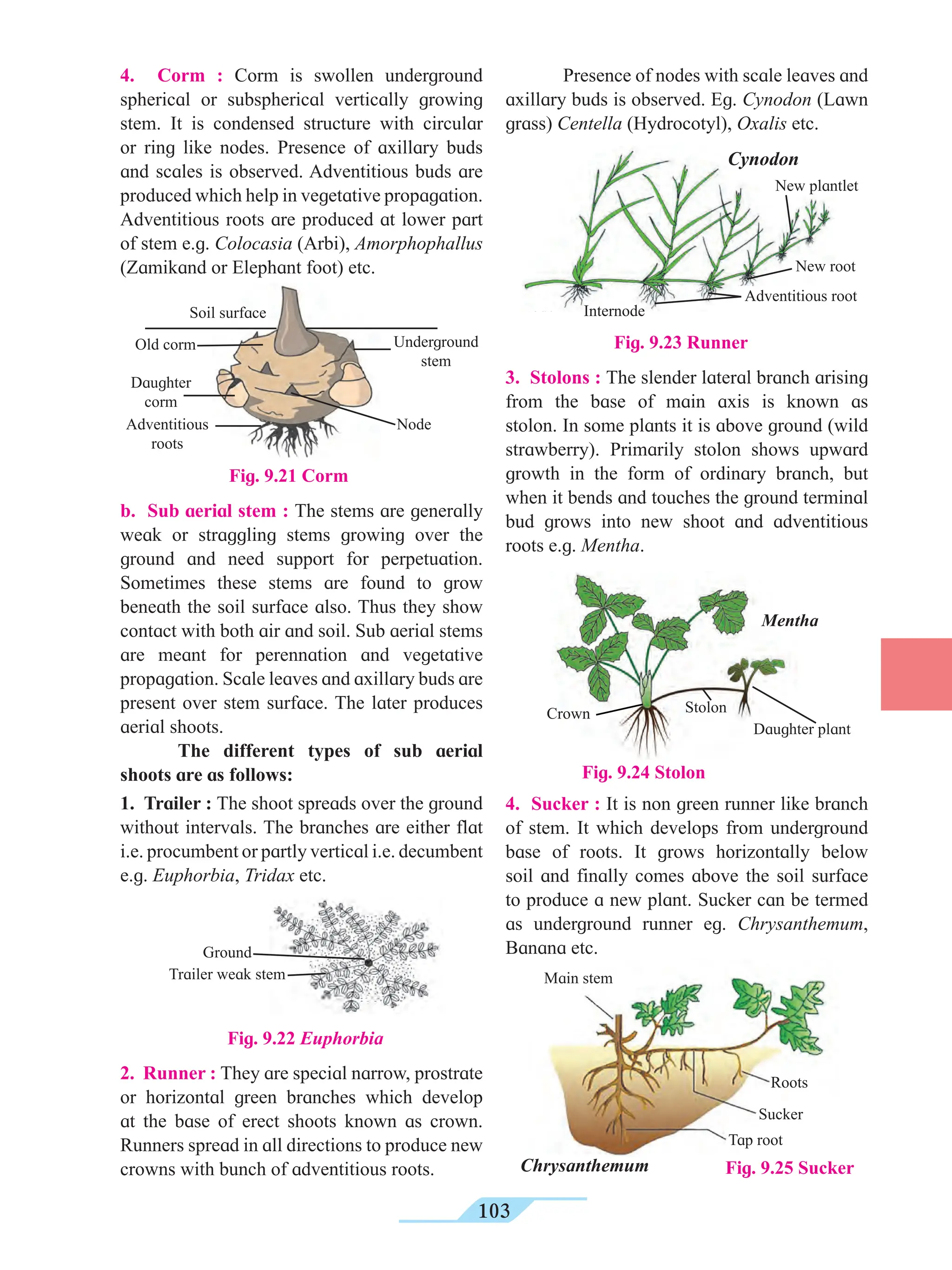 103
4. Corm : Corm is swollen underground
spherical or subspherical vertically growing
stem. It is condensed structure with circular
or ring like nodes. Presence of axillary buds
and scales is observed. Adventitious buds are
produced which help in vegetative propagation.
Adventitious roots are produced at lower part
of stem e.g. Colocasia (Arbi), Amorphophallus
(Zamikand or Elephant foot) etc.
Presence of nodes with scale leaves and
axillary buds is observed. Eg. Cynodon (Lawn
grass) Centella (Hydrocotyl), Oxalis etc.
b. Sub aerial stem : The stems are generally
weak or straggling stems growing over the
ground and need support for perpetuation.
Sometimes these stems are found to grow
beneath the soil surface also. Thus they show
contact with both air and soil. Sub aerial stems
are meant for perennation and vegetative
propagation. Scale leaves and axillary buds are
present over stem surface. The later produces
aerial shoots.
The different types of sub aerial
shoots are as follows:
1. Trailer : The shoot spreads over the ground
without intervals. The branches are either flat
i.e. procumbent or partly vertical i.e. decumbent
e.g. Euphorbia, Tridax etc.
Fig. 9.22 Euphorbia
3. Stolons : The slender lateral branch arising
from the base of main axis is known as
stolon. In some plants it is above ground (wild
strawberry). Primarily stolon shows upward
growth in the form of ordinary branch, but
when it bends and touches the ground terminal
bud grows into new shoot and adventitious
roots e.g. Mentha.
4. Sucker : It is non green runner like branch
of stem. It which develops from underground
base of roots. It grows horizontally below
soil and finally comes above the soil surface
to produce a new plant. Sucker can be termed
as underground runner eg. Chrysanthemum,
Banana etc.
Runner
Node
Fig. 9.21 Corm
Soil surface
Old corm
Daughter
corm
Adventitious
roots
Underground
stem
Node
Fig. 9.24 Stolon
Crown Stolon
Daughter plant
Ground
Trailer weak stem
2. Runner : They are special narrow, prostrate
or horizontal green branches which develop
at the base of erect shoots known as crown.
Runners spread in all directions to produce new
crowns with bunch of adventitious roots.
Mentha
Fig. 9.25 Sucker
Chrysanthemum
Tap root
Roots
Sucker
Main stem
Fig. 9.23 Runner
Adventitious root
Internode
New root
New plantlet
Cynodon
 