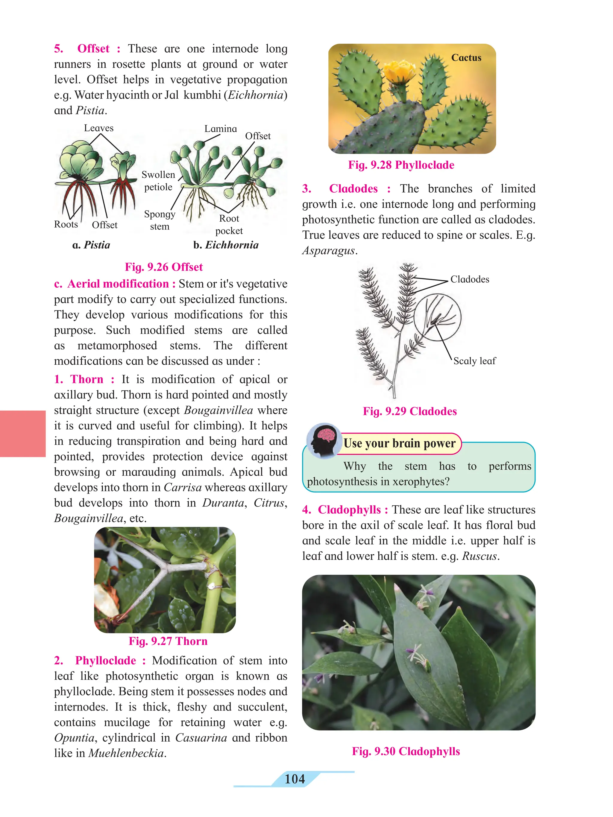 104
5. Offset : These are one internode long
runners in rosette plants at ground or water
level. Offset helps in vegetative propagation
e.g. Water hyacinth or Jal kumbhi (Eichhornia)
and Pistia.
3. Cladodes : The branches of limited
growth i.e. one internode long and performing
photosynthetic function are called as cladodes.
True leaves are reduced to spine or scales. E.g.
Asparagus.
c. Aerial modification : Stem or it's vegetative
part modify to carry out specialized functions.
They develop various modifications for this
purpose. Such modified stems are called
as metamorphosed stems. The different
modifications can be discussed as under :
1. Thorn : It is modification of apical or
axillary bud. Thorn is hard pointed and mostly
straight structure (except Bougainvillea where
it is curved and useful for climbing). It helps
in reducing transpiration and being hard and
pointed, provides protection device against
browsing or marauding animals. Apical bud
develops into thorn in Carrisa whereas axillary
bud develops into thorn in Duranta, Citrus,
Bougainvillea, etc.
Fig. 9.27 Thorn
2. Phylloclade : Modification of stem into
leaf like photosynthetic organ is known as
phylloclade. Being stem it possesses nodes and
internodes. It is thick, fleshy and succulent,
contains mucilage for retaining water e.g.
Opuntia, cylindrical in Casuarina and ribbon
like in Muehlenbeckia.
				
Why the stem has to performs
photosynthesis in xerophytes?
Use your brain power
4. Cladophylls : These are leaf like structures
bore in the axil of scale leaf. It has floral bud
and scale leaf in the middle i.e. upper half is
leaf and lower half is stem. e.g. Ruscus.
Fig. 9.30 Cladophylls
Fig. 9.26 Offset
Leaves Lamina
Offset
Root
pocket
Roots Offset
Swollen
petiole
Spongy
stem
a. Pistia b. Eichhornia
Fig. 9.28 Phylloclade
Cactus
Cladodes
Scaly leaf
Fig. 9.29 Cladodes
 