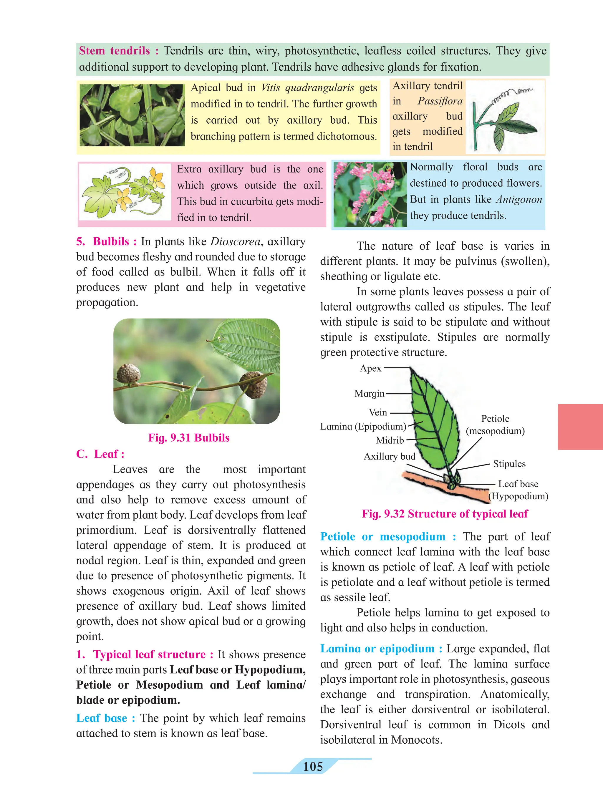 105
C. Leaf :
Leaves are the most important
appendages as they carry out photosynthesis
and also help to remove excess amount of
water from plant body. Leaf develops from leaf
primordium. Leaf is dorsiventrally flattened
lateral appendage of stem. It is produced at
nodal region. Leaf is thin, expanded and green
due to presence of photosynthetic pigments. It
shows exogenous origin. Axil of leaf shows
presence of axillary bud. Leaf shows limited
growth, does not show apical bud or a growing
point.
1. Typical leaf structure : It shows presence
of three main parts Leaf base or Hypopodium,
Petiole or Mesopodium and Leaf lamina/
blade or epipodium.
Leaf base : The point by which leaf remains
attached to stem is known as leaf base.
Axillary tendril
in Passiflora
axillary bud
gets modified
in tendril
Apical bud in Vitis quadrangularis gets
modified in to tendril. The further growth
is carried out by axillary bud. This
branching pattern is termed dichotomous.
Extra axillary bud is the one
which grows outside the axil.
This bud in cucurbita gets modi-
fied in to tendril.
Normally floral buds are
destined to produced flowers.
But in plants like Antigonon
they produce tendrils.
Stem tendrils : Tendrils are thin, wiry, photosynthetic, leafless coiled structures. They give
additional support to developing plant. Tendrils have adhesive glands for fixation.
The nature of leaf base is varies in
different plants. It may be pulvinus (swollen),
sheathing or ligulate etc.
In some plants leaves possess a pair of
lateral outgrowths called as stipules. The leaf
with stipule is said to be stipulate and without
stipule is exstipulate. Stipules are normally
green protective structure.
5. Bulbils : In plants like Dioscorea, axillary
bud becomes fleshy and rounded due to storage
of food called as bulbil. When it falls off it
produces new plant and help in vegetative
propagation.
Fig. 9.31 Bulbils
Petiole or mesopodium : The part of leaf
which connect leaf lamina with the leaf base
is known as petiole of leaf. A leaf with petiole
is petiolate and a leaf without petiole is termed
as sessile leaf.
Petiole helps lamina to get exposed to
light and also helps in conduction.
Lamina or epipodium : Large expanded, flat
and green part of leaf. The lamina surface
plays important role in photosynthesis, gaseous
exchange and transpiration. Anatomically,
the leaf is either dorsiventral or isobilateral.
Dorsiventral leaf is common in Dicots and
isobilateral in Monocots.
Fig. 9.32 Structure of typical leaf
Apex
Margin
Vein
Lamina (Epipodium)
Midrib
Axillary bud
Petiole
(mesopodium)
Stipules
Leaf base
(Hypopodium)
 