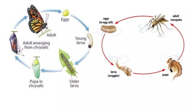 msc2nd komal chouhan (7).pptx reproduction in invertebrates | PPTX ...