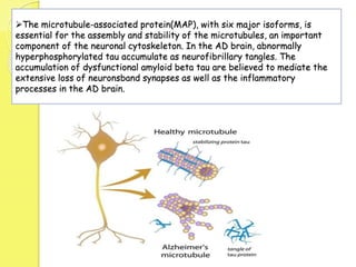 The microtubule-associated protein(MAP), with six major isoforms, is
essential for the assembly and stability of the microtubules, an important
component of the neuronal cytoskeleton. In the AD brain, abnormally
hyperphosphorylated tau accumulate as neurofibrillary tangles. The
accumulation of dysfunctional amyloid beta tau are believed to mediate the
extensive loss of neuronsband synapses as well as the inflammatory
processes in the AD brain.
 