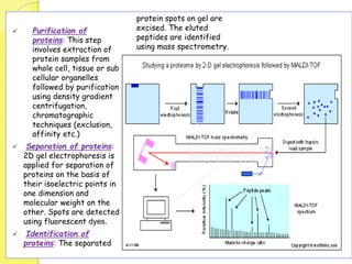  Purification of
proteins: This step
involves extraction of
protein samples from
whole cell, tissue or sub
cellular organelles
followed by purification
using density gradient
centrifugation,
chromatographic
techniques (exclusion,
affinity etc.)
 Separation of proteins:
2D gel electrophoresis is
applied for separation of
proteins on the basis of
their isoelectric points in
one dimension and
molecular weight on the
other. Spots are detected
using fluorescent dyes.
 Identification of
proteins: The separated
protein spots on gel are
excised. The eluted
peptides are identified
using mass spectrometry.
 