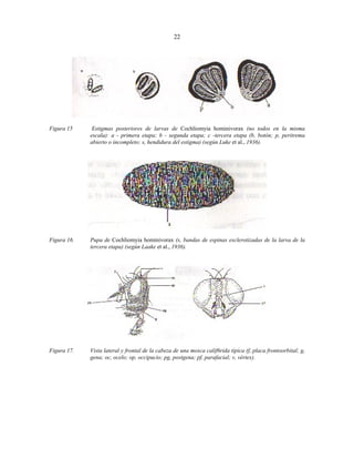 22

Figura 15

Estigmas posteriores de larvas de Cochliomyia hominivorax (no todos en la misma
escala): a - primera etapa; b - segunda etapa; c -tercera etapa (b, botón; p, peritrema
abierto o incompleto; s, hendidura del estigma) (según Luke et al., 1936).

Figura 16.

Pupa de Cochliomyia hominivorax (s, bandas de espinas esclerotizadas de la larva de la
tercera etapa) (según Laake et al., 1936).

Figura 17.

Vista lateral y frontal de la cabeza de una mosca calif6rida típica (f, placa frontoorbital; g,
gena; oc, ocelo; op, occipucio; pg, postgena; pf, parafacial; v, vértex).

 