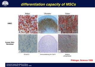 Università Campus Bio-Medico di Roma
Via Álvaro del Portillo, 21 - 00128 Roma - Italia
Pittinger, Science 1999
hMSC
human Skin
fibroblast
Oil red O Immunostaining for Coll II alkaline
phosphatase
differentiation capacity of MSCs!
 