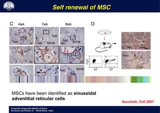 Università Campus Bio-Medico di Roma
Via Álvaro del Portillo, 21 - 00128 Roma - Italia
Sacchetti, Cell 2007
Self renewal of MSC!
MSCs have been identified as sinusoidal
adventitial reticular cells
 
