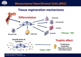 Università Campus Bio-Medico di Roma
Via Álvaro del Portillo, 21 - 00128 Roma - Italia
Università Campus Bio-Medico di Roma
Via Álvaro del Portillo, 21 - 00128 Roma - Italia
Mesenchymal Stem/Stromal Cells (MSC)
osteocyte
chondrocyte
miocyte
tenocyte
adipocyteStromal cells
Growth factor &
Cytokine
Differentiation
Trophic effect
Proliferation
Anabolism
Reparative activity
Anti-inflammation
Pittenger 1999
Caplan 2006
Tissue regeneration mechanisms!
 