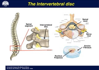 Università Campus Bio-Medico di Roma
Via Álvaro del Portillo, 21 - 00128 Roma - Italia
The Intervertebral disc!
Intervertebral
disc
Spinal
segment
Nucleus
Pulposus
Anulus
Fibrosus
Spinal
cord
Nerve
rout
 