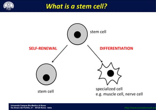 Università Campus Bio-Medico di Roma
Via Álvaro del Portillo, 21 - 00128 Roma - Italia
stem	
 cell	
 
What	
 is	
 a	
 stem	
 cell?	
 
stem	
 cell	
 
SELF-­‐RENEWAL	
 
specialized	
 cell	
 
e.g.	
 muscle	
 cell,	
 nerve	
 cell	
 
DIFFERENTIATION	
 
	
 
http://www.eurostemcell.org
 