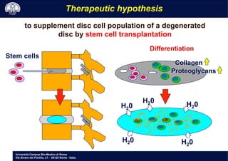 Università Campus Bio-Medico di Roma
Via Álvaro del Portillo, 21 - 00128 Roma - Italia
Therapeutic hypothesis
Differentiation
H20 H20
H20
H20 H20
Collagen
Proteoglycans
Stem cells
to supplement disc cell population of a degenerated
disc by stem cell transplantation
 
