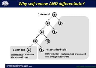 Università Campus Bio-Medico di Roma
Via Álvaro del Portillo, 21 - 00128 Roma - Italia
1	
 stem	
 cell	
 
Self	
 renewal	
 -­‐	
 maintains	
 
the	
 stem	
 cell	
 pool	
 
	
 
4	
 specialized	
 cells	
 
DiﬀerenEaEon	
 -­‐	
 replaces	
 dead	
 or	
 damaged	
 
cells	
 throughout	
 your	
 life	
 
Why	
 self-­‐renew	
 AND	
 diﬀeren8ate?	
 
1	
 stem	
 cell	
 
http://www.eurostemcell.org
 