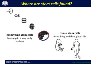Università Campus Bio-Medico di Roma
Via Álvaro del Portillo, 21 - 00128 Roma - Italia
Where	
 are	
 stem	
 cells	
 found?	
 
embryonic	
 stem	
 cells	
 
blastocyst	
 -­‐	
 a	
 very	
 early	
 
embryo	
 
Essue	
 stem	
 cells	
 
fetus,	
 baby	
 and	
 throughout	
 life	
 
http://www.eurostemcell.org
 