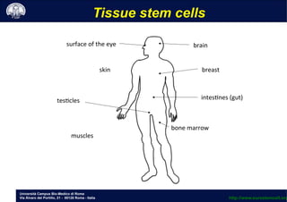 Università Campus Bio-Medico di Roma
Via Álvaro del Portillo, 21 - 00128 Roma - Italia
Tissue stem cells
muscles	
 
skin	
 
surface	
 of	
 the	
 eye	
  	
 brain	
 
breast	
 
intes;nes	
 (gut)	
 
bone	
 marrow	
 
tes;cles	
 
http://www.eurostemcell.org
 