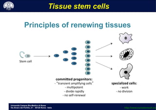 Università Campus Bio-Medico di Roma
Via Álvaro del Portillo, 21 - 00128 Roma - Italia
Principles of renewing tissues
Stem	
 cell	
 
commiIed	
 progenitors:	
 
-­‐ 	
 “transient	
 amplifying	
 cells”	
 
-­‐ 	
 mul;potent	
 
-­‐ 	
 divide	
 rapidly	
 
-­‐ 	
 no	
 self-­‐renewal	
 
specialized	
 cells:	
 
-­‐ 	
 work	
 
-­‐ 	
 no	
 division	
 
Tissue stem cells
http://www.eurostemcell.org
 