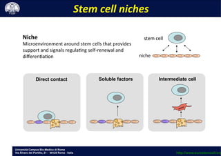 Università Campus Bio-Medico di Roma
Via Álvaro del Portillo, 21 - 00128 Roma - Italia
Stem	
 cell	
 niches	
 	
 
Direct contact Soluble factors Intermediate cell
stem	
 cell	
 
niche	
 
Niche	
 
Microenvironment	
 around	
 stem	
 cells	
 that	
 provides	
 
support	
 and	
 signals	
 regula;ng	
 self-­‐renewal	
 and	
 
diﬀeren;a;on	
 
http://www.eurostemcell.org
 