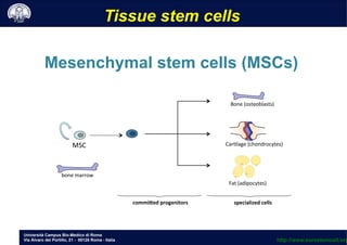 Università Campus Bio-Medico di Roma
Via Álvaro del Portillo, 21 - 00128 Roma - Italia
Mesenchymal stem cells (MSCs)
MSC	
 
bone	
 marrow	
 
commiIed	
 progenitors	
 
Bone	
 (osteoblasts)	
 
Car;lage	
 (chondrocytes)	
 
Fat	
 (adipocytes)	
 
specialized	
 cells	
 
Tissue stem cells
http://www.eurostemcell.org
 