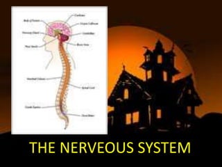 THE NERVEOUS SYSTEM
 