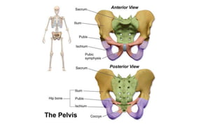 MSCIII_Forensic anthropology_Personal Identification.pptx