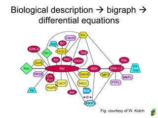Biological description  bigraph 
differential equations
Fig. courtesy of W. Kolch
 