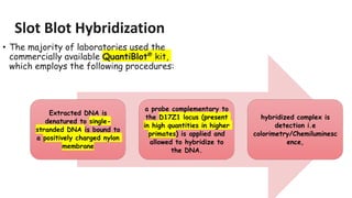 Slot Blot Hybridization
• The majority of laboratories used the
commercially available QuantiBlot® kit,
which employs the following procedures:
Extracted DNA is
denatured to single-
stranded DNA is bound to
a positively charged nylon
membrane
a probe complementary to
the D17Z1 locus (present
in high quantities in higher
primates) is applied and
allowed to hybridize to
the DNA.
hybridized complex is
detection i.e
colorimetry/Chemiluminesc
ence,
 