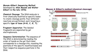 VAC course: Basics of Bioinformatics 23rd-26th August, 20223
Maxam-Gilbert Sequencing Method:
Developed by Allan Maxam and Walter
Gilbert in the late 1970s
Chemical Cleavage: The DNA molecule is
first chemically modified at specific bases
to create cleavage points. Four different
reactions are performed, each targeting a
specific type of base (A+G, C, G, T).
Fragment Separation: The labeled
fragments are separated by gel
electrophoresis.
Sequence Determination: The sequence of
the DNA is determined by reading the
order of bands on the gel. Each band
corresponds to a cleavage site, revealing the
positions of the specific modified bases and
their respective sequence positions in the
DNA.
 
