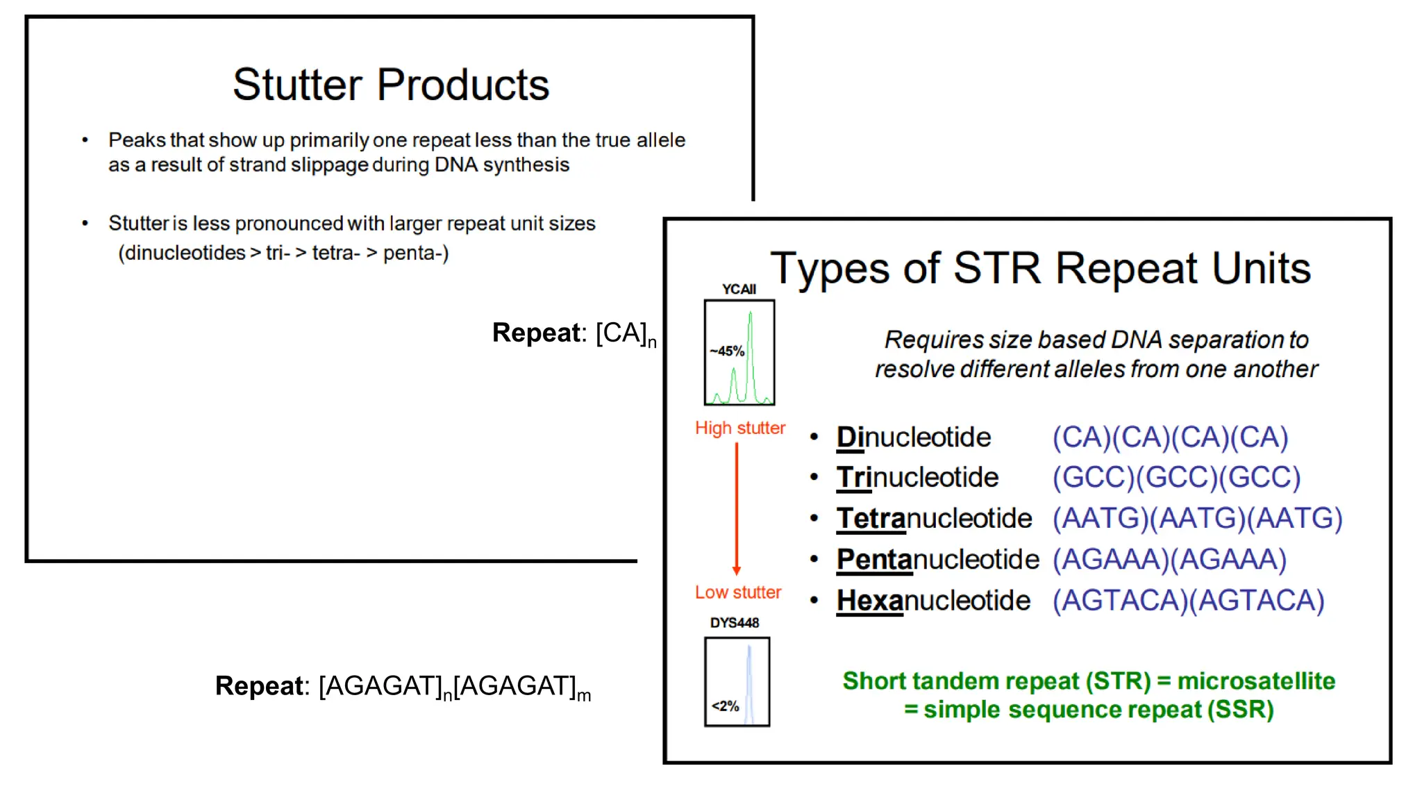 Repeat: [CA]n
Repeat: [AGAGAT]n[AGAGAT]m
 