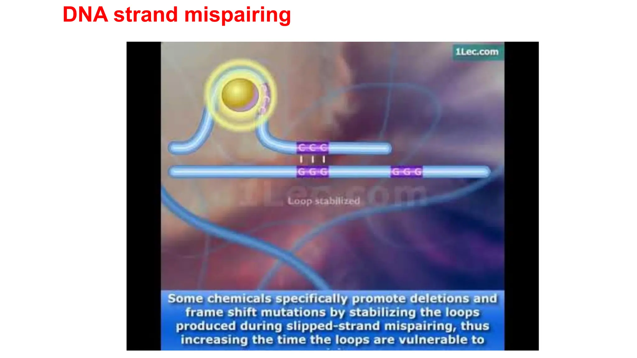 DNA strand mispairing
 
