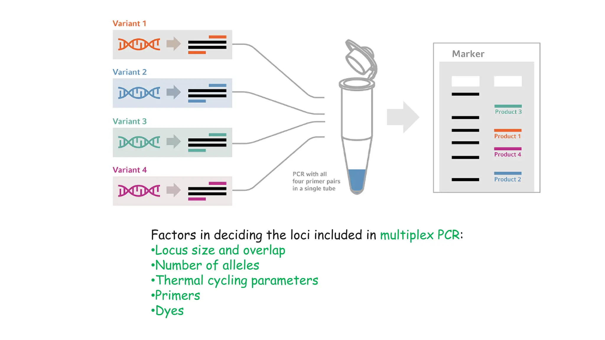 Factors in deciding the loci included in multiplex PCR:
•Locus size and overlap
•Number of alleles
•Thermal cycling parameters
•Primers
•Dyes
 