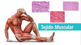 histologia tejido muscular