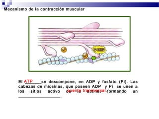 El ______ se descompone, en ADP y fosfato (Pi). Las
cabezas de miosinas, que poseen ADP y Pi se unen a
los sitios activo de la actina, formando un
__________________.
ATP
puente transversal.
Mecanismo de la contracción muscular
 
