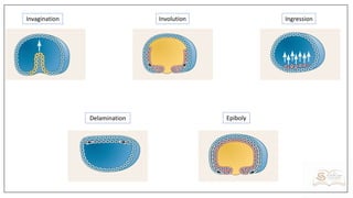 Ingression Vs Involution MSc,MS,MPhil Developmental Biology Lectures.pdf