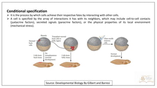MSc,MS,MPhil Developmental Biology Lectures.pdf