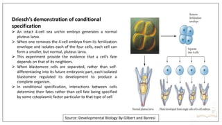 MSc,MS,MPhil Developmental Biology Lectures.pdf