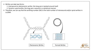 Writhed Example MSc,MS,MPhil Molecular Biology Lecture.pdf