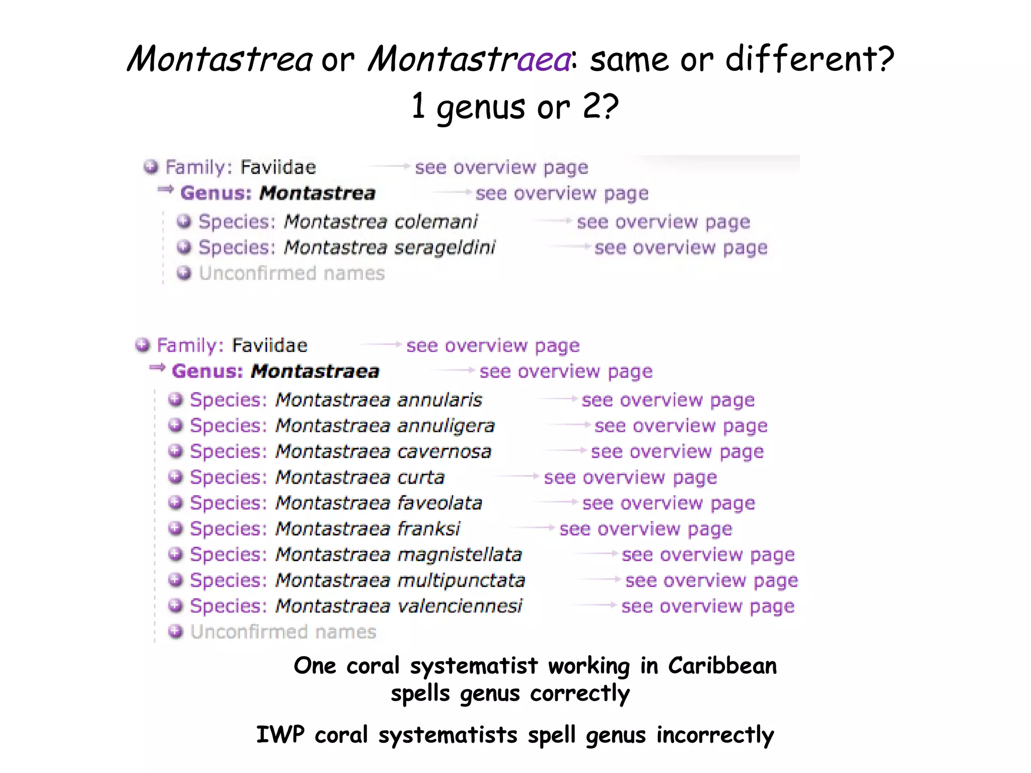 Montastrea  or  Montastr aea : same or different?  1 genus or 2? One coral systematist working in Caribbean spells genus correctly  IWP coral systematists spell genus incorrectly 