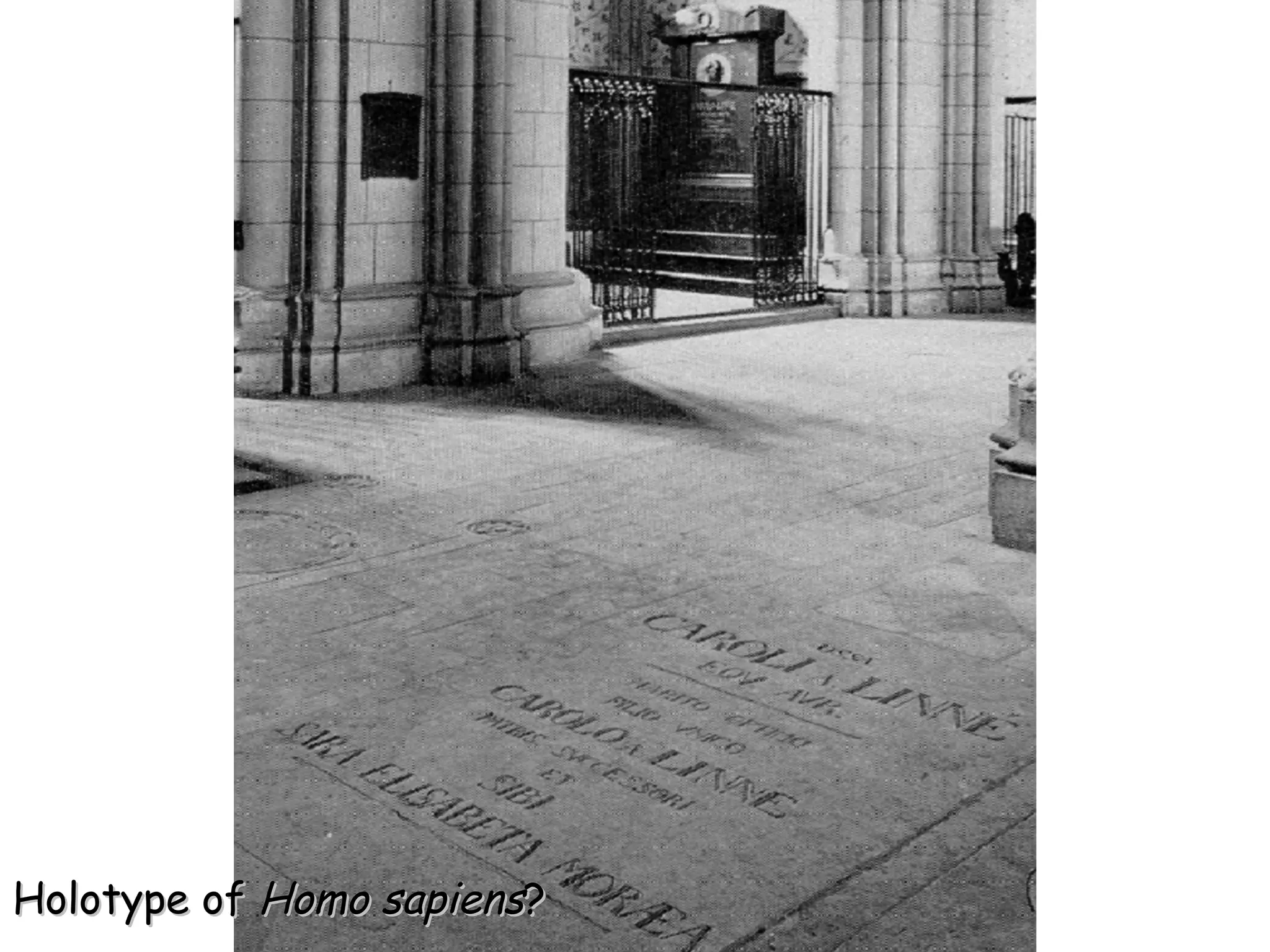 Holotype of  Homo sapiens ? 