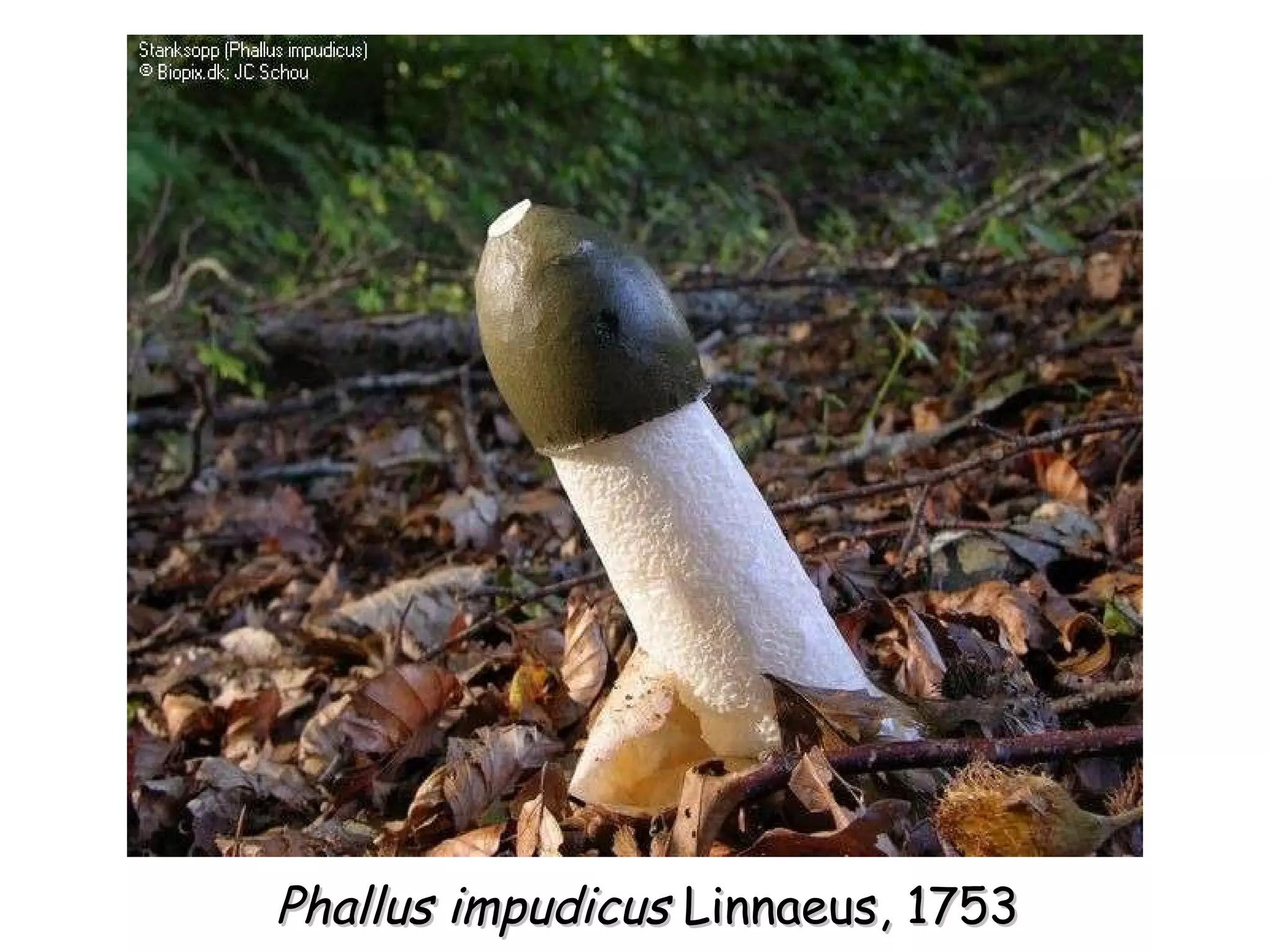 Phallus impudicus  Linnaeus, 1753 